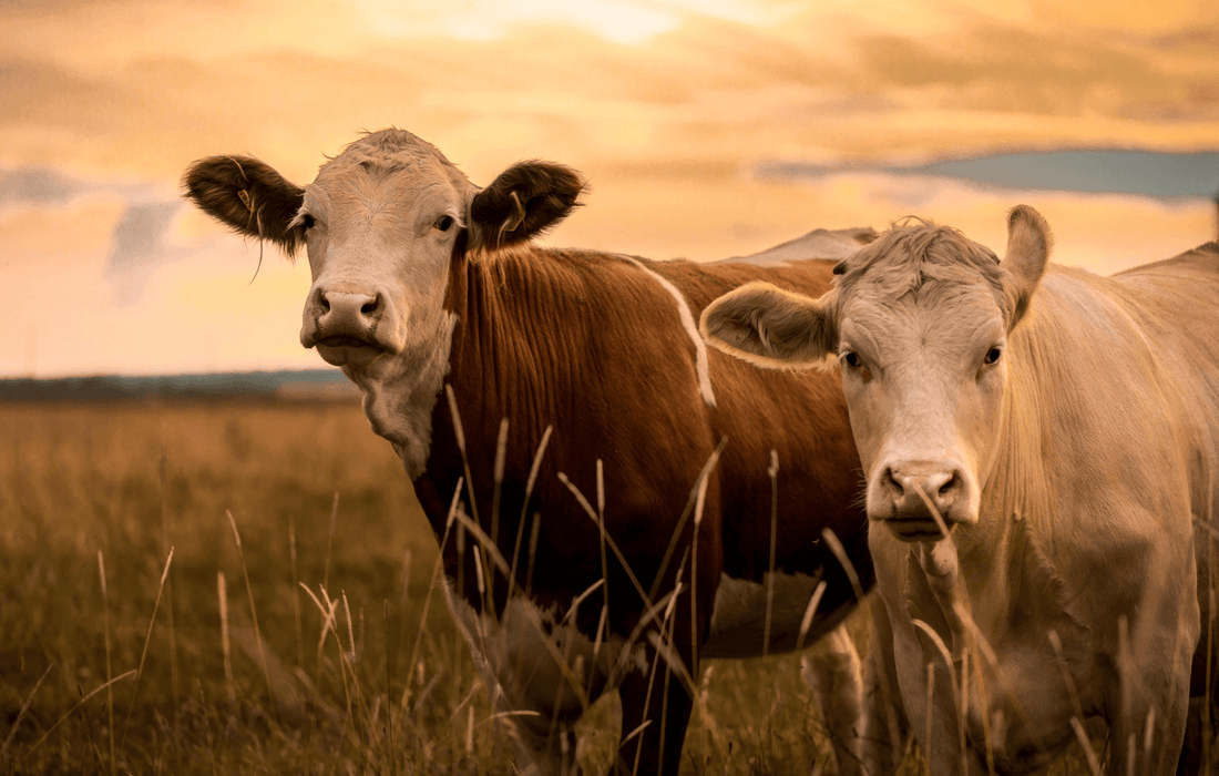 National Beef Month - Grass Fed Beef