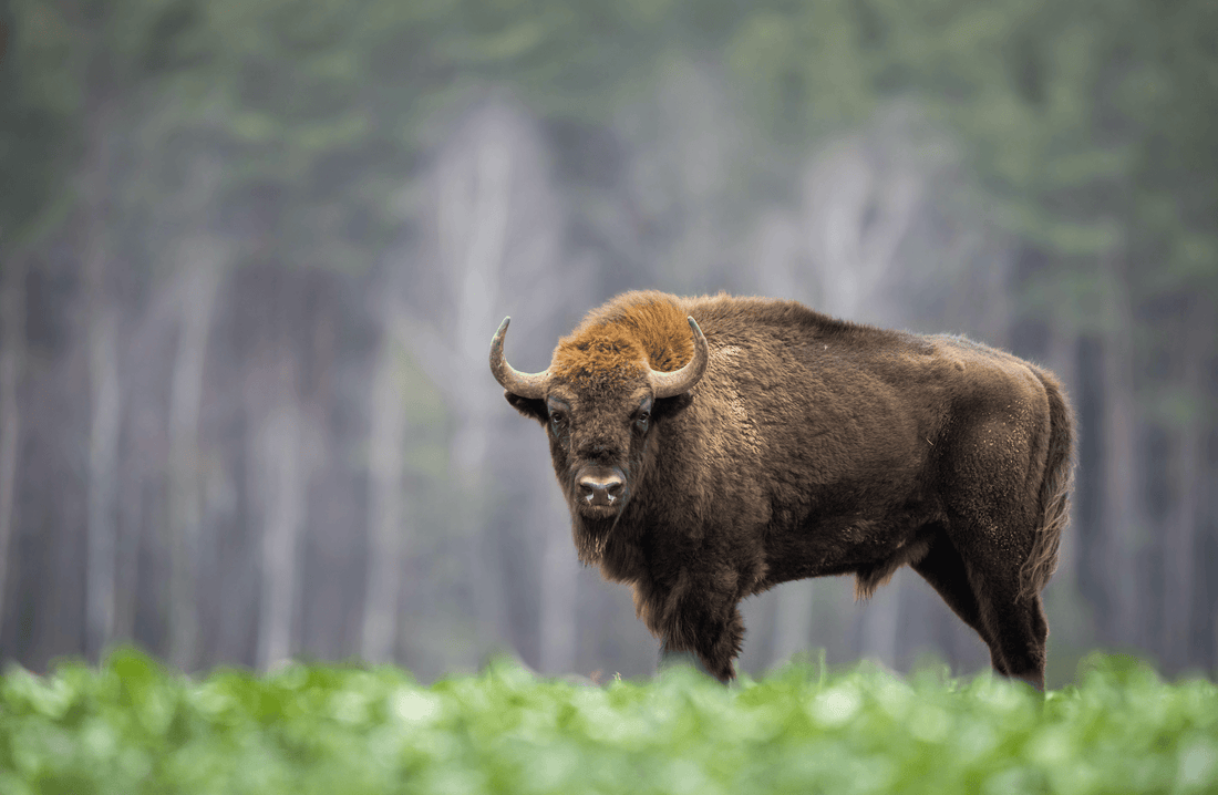 Beefalo – It’s What’s for Dinner