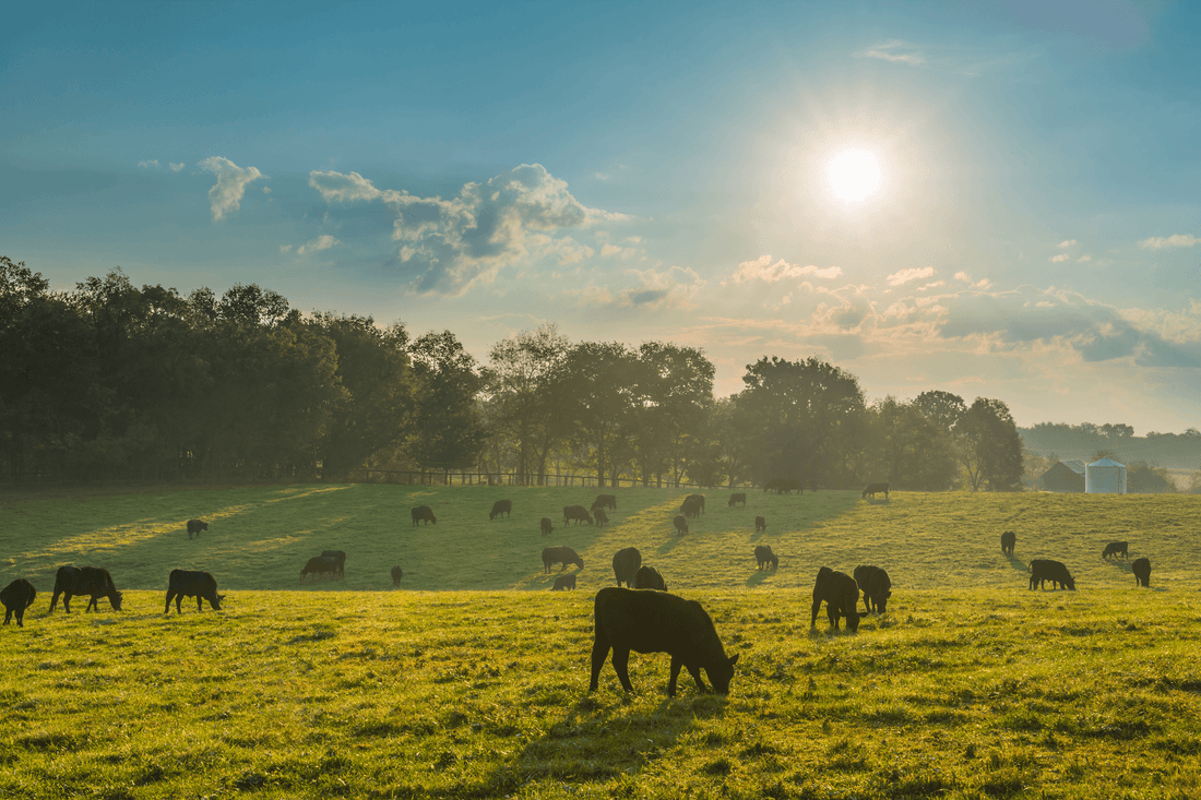 Heat Wave Kills 10,000 Head of Kansas Cattle